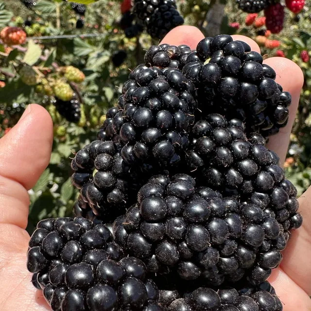La zarzamora hidropónica cultivada en sustrato y macetas de DIDIHU